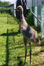 White Yellow Black - 12th June 2014